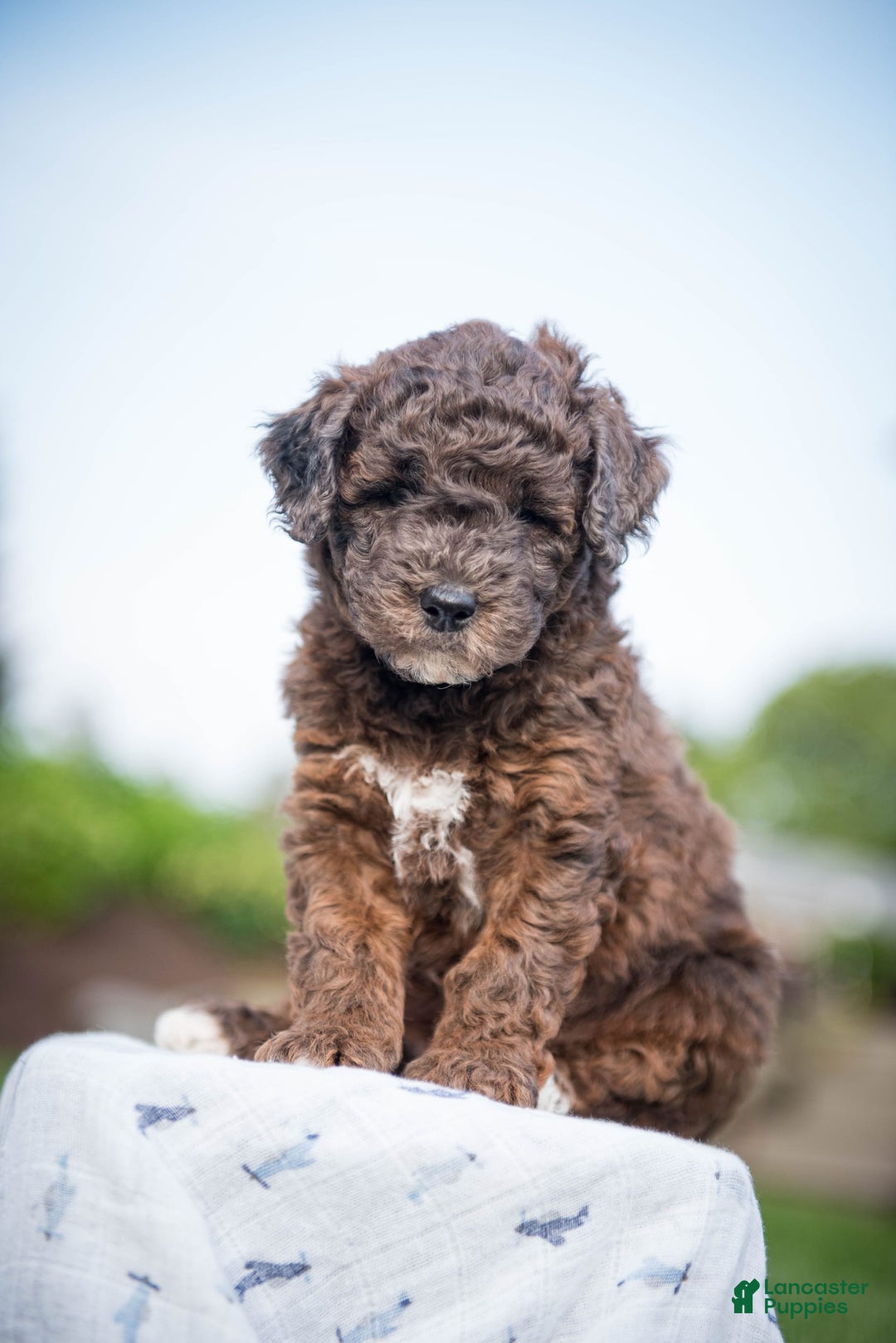 Goldendoodle dogs for sale: Janet - Image 7