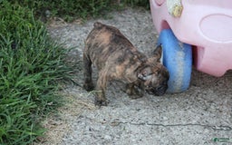 French Bulldog dogs for sale: Roland - Image 14