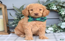 Goldendoodle dogs for sale: Alex - Image 3