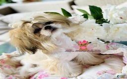 Shih Tzu dogs for sale: Ameera Imperial Shih Tzu - Image 1