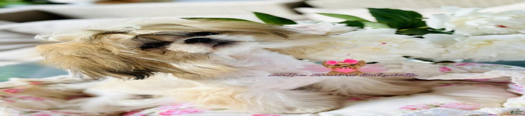 Ameera Imperial Shih Tzu