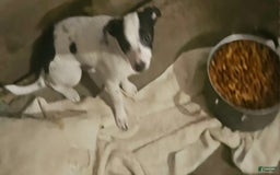 Chihuahua dogs for sale: X - Image 4