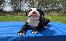 American Bulldog dogs for sale: Matilda - Image 11