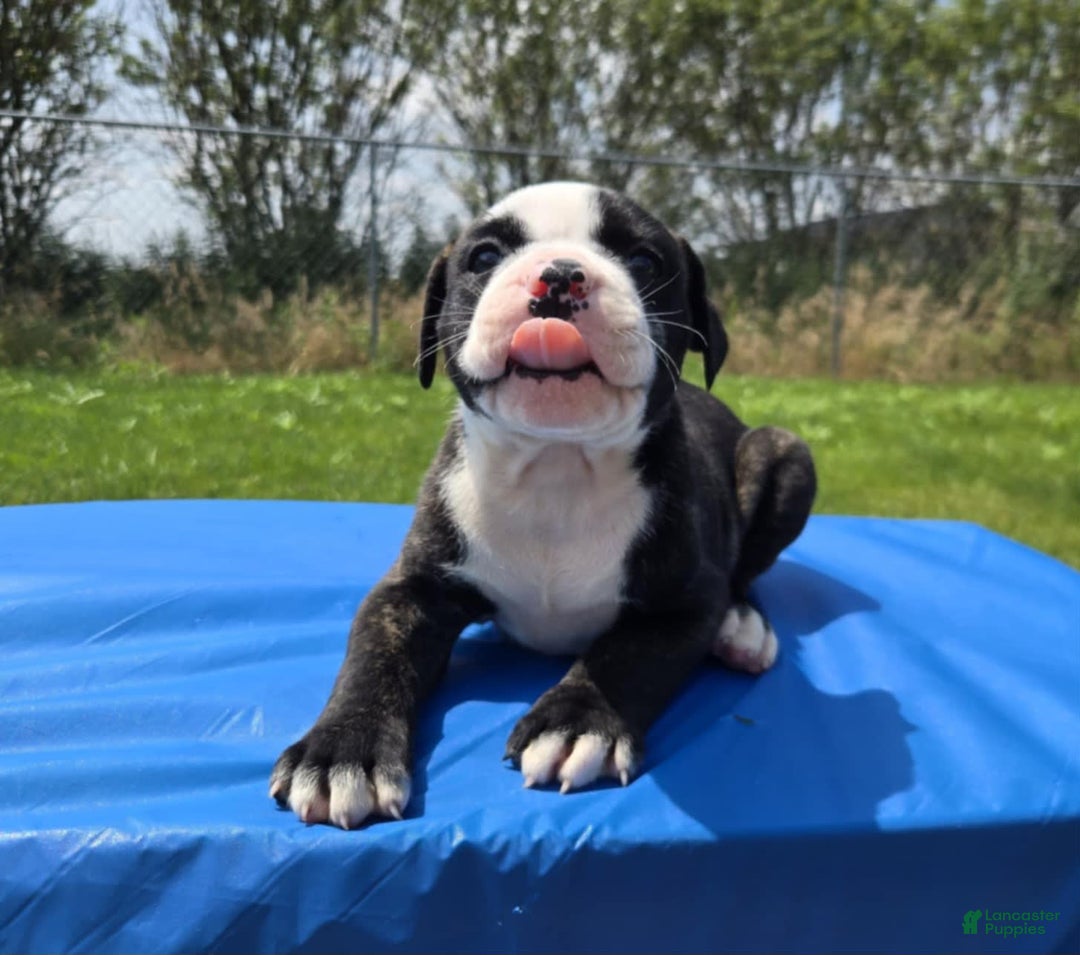 American Bulldog dogs for sale: Matilda - Image 11