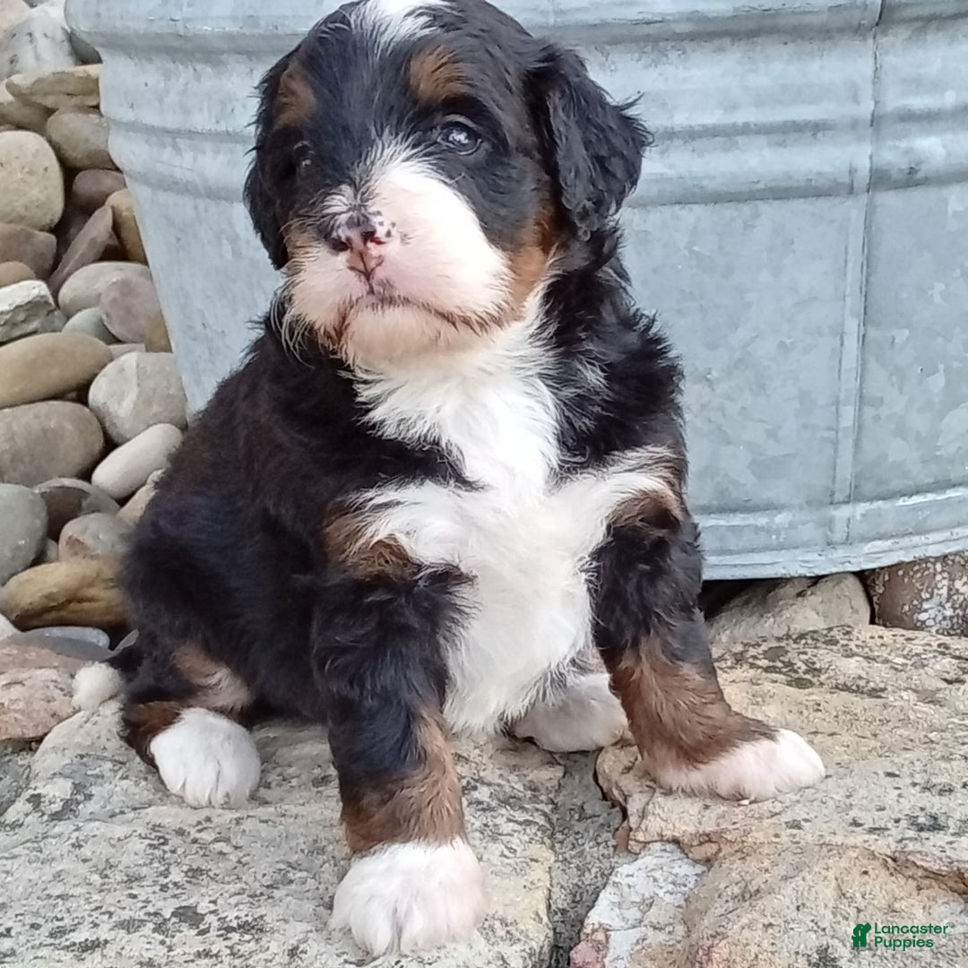 Mini Bernedoodle dogs for sale: Oakley - Image 34