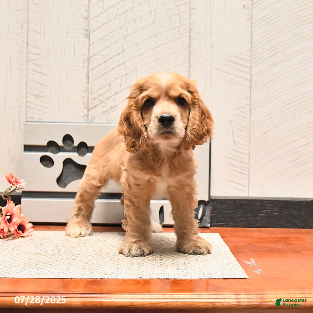Cocker Spaniel dogs for sale: Caramel - Image 2
