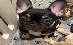 French Bulldog dogs for sale: Smokey - Image 7