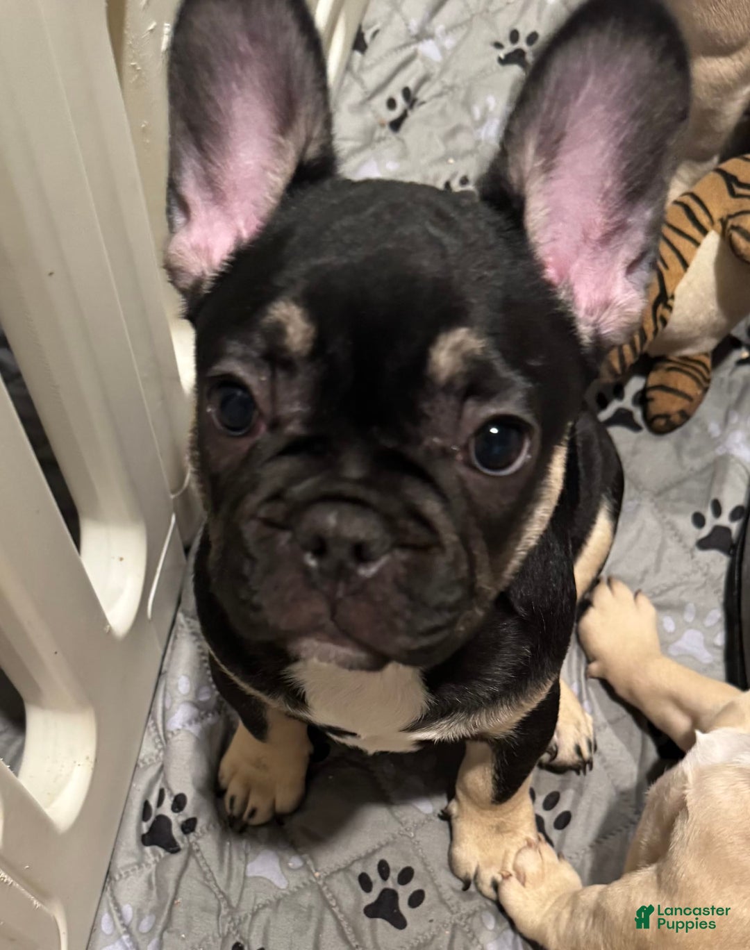 French Bulldog dogs for sale: Smokey - Image 7