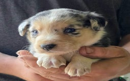 Miniature Australian Shepherd dogs for sale: Lucas - Image 3