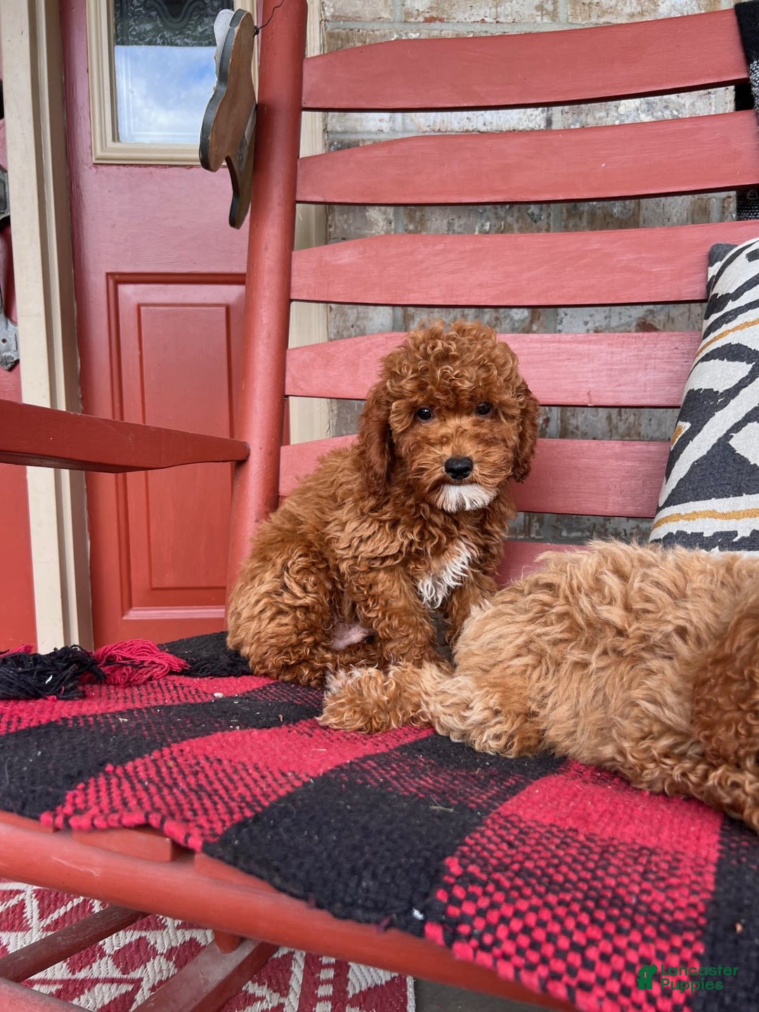  dogs for sale: Dallas - Image 7
