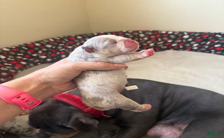 Olde English Bulldogge dogs for sale - Ad 4