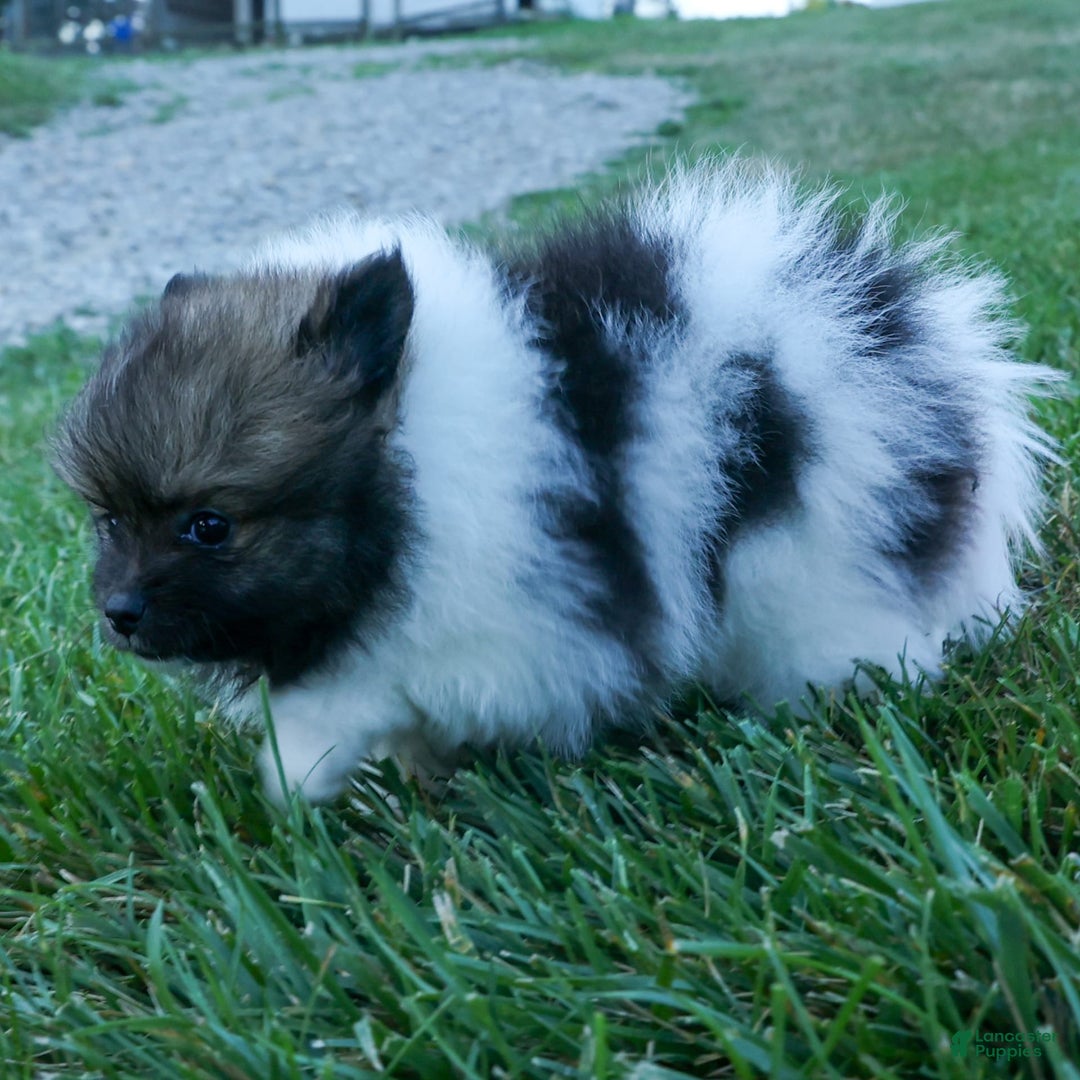 Pomeranian dogs for sale: Betzy - Image 4