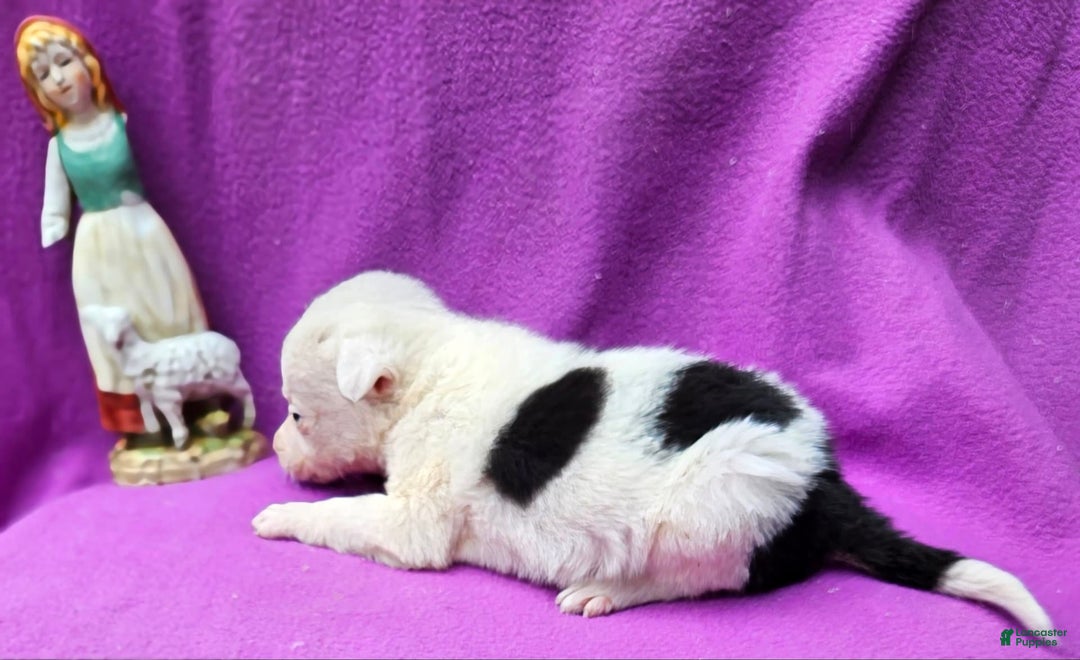 Border Collie dogs for sale: Dreami - Image 41