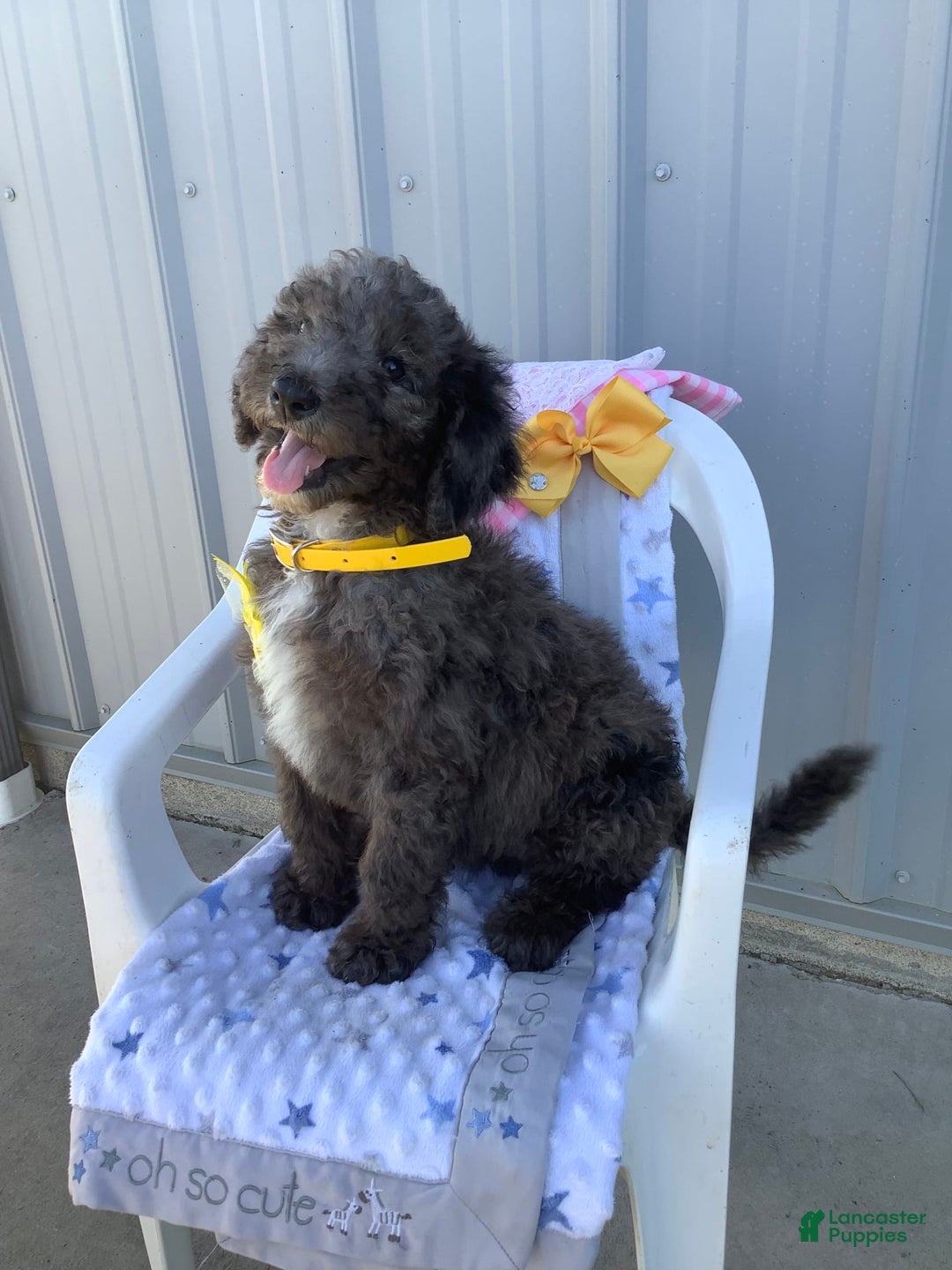 Goldendoodle dogs for sale: Lucy - Image 14