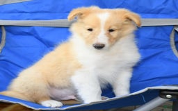Collie dogs for sale: Prince - Image 9
