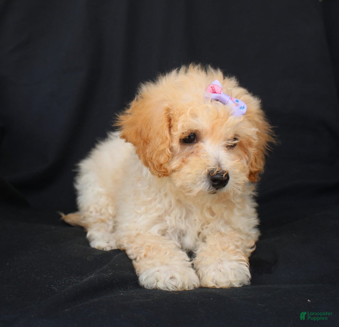 Bichpoo dogs for sale: Grace - Image 5