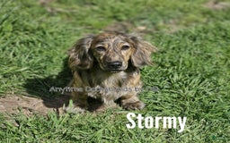 Dachshund dogs for sale: Shortcake - Image 5
