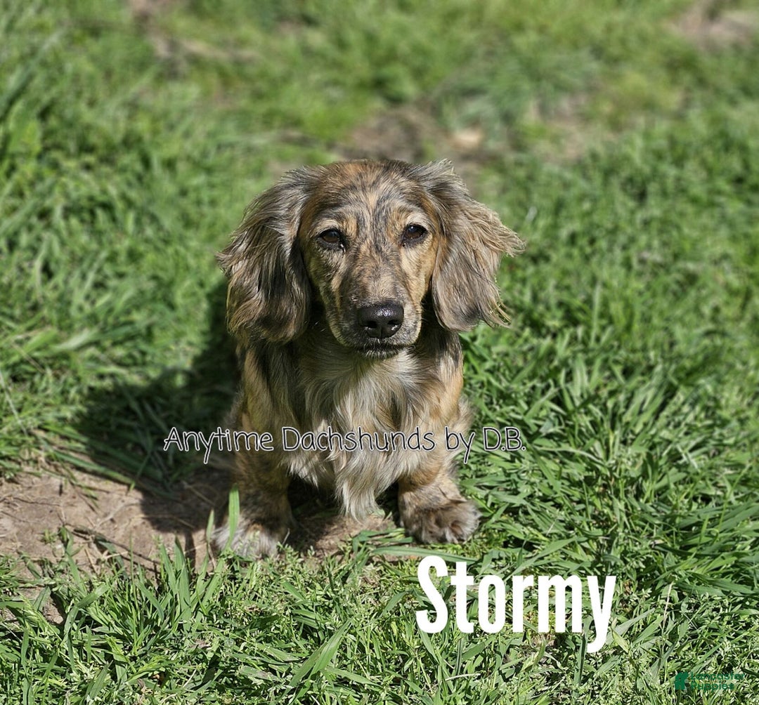 Dachshund dogs for sale: Shortcake - Image 5