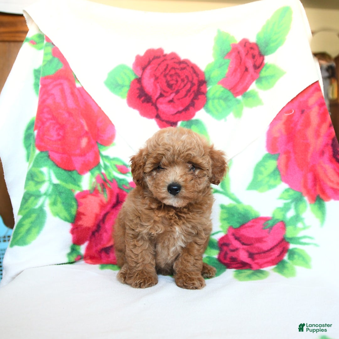 Toy Poodle dogs for sale: Bobby - Image 3