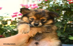 Smooth Fox Terrier dogs for sale: Oscar - Image 3