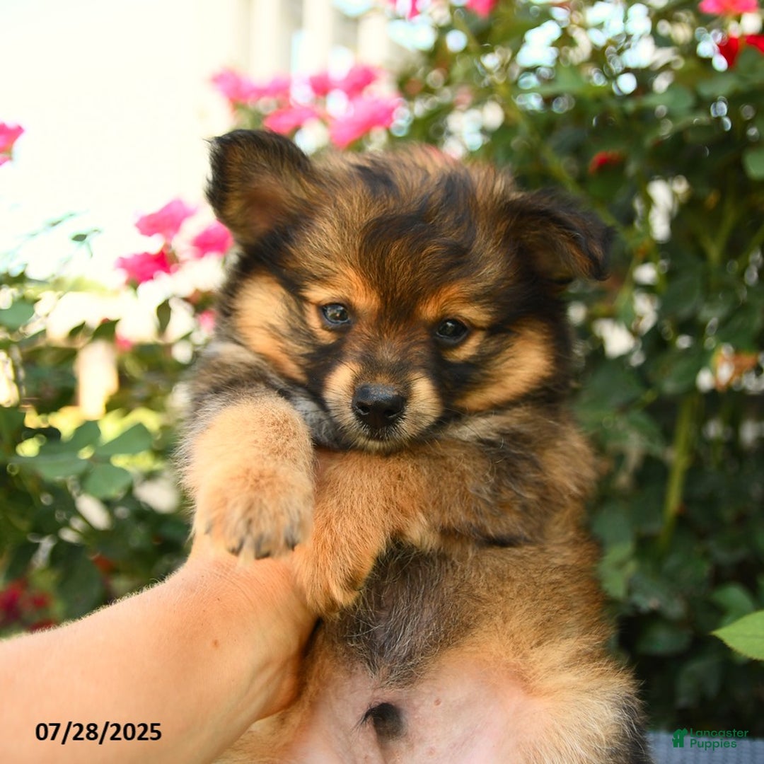 Smooth Fox Terrier dogs for sale: Oscar - Image 3