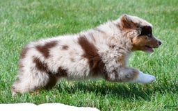Australian Shepherd dogs for sale: Australian Shepherd 7 puppies - Image 17