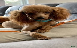 Cavapoo dogs for sale: Justice - Image 7
