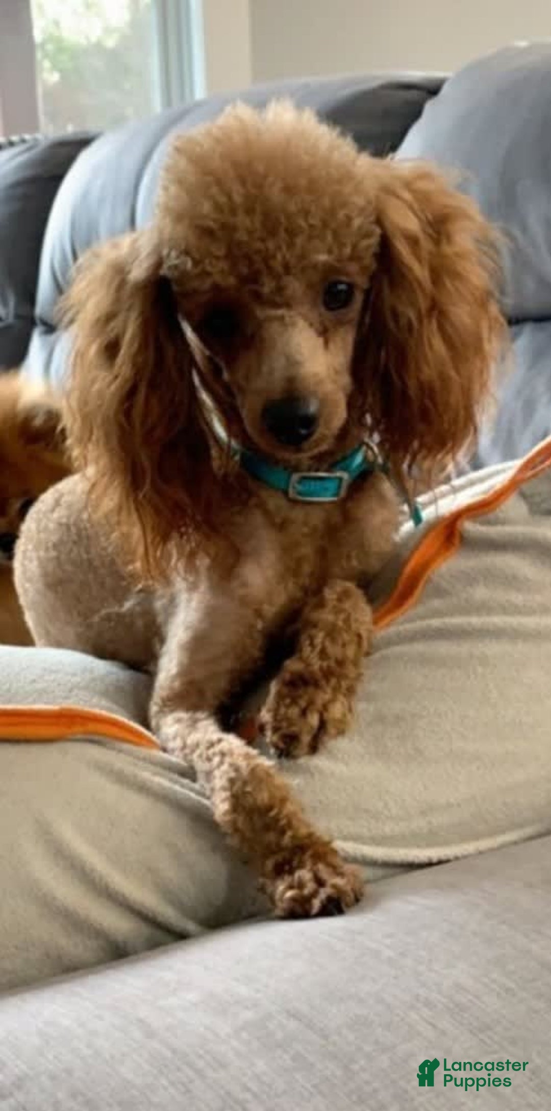 Cavapoo dogs for sale: Justice - Image 7