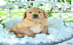 Golden Retriever dogs for sale: Anne - Image 3