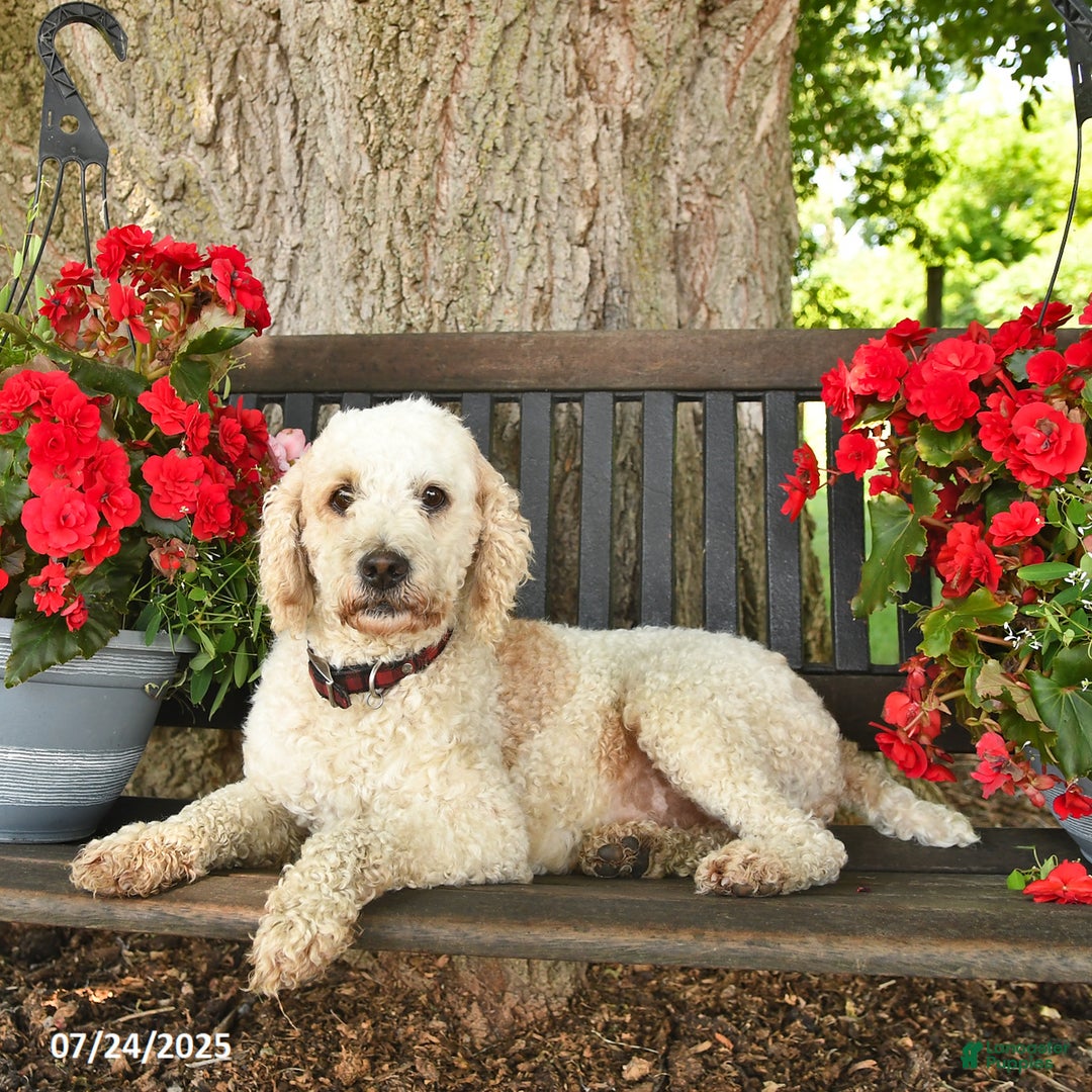 Mini Aussiedoodle dogs for sale: Angel - Image 7