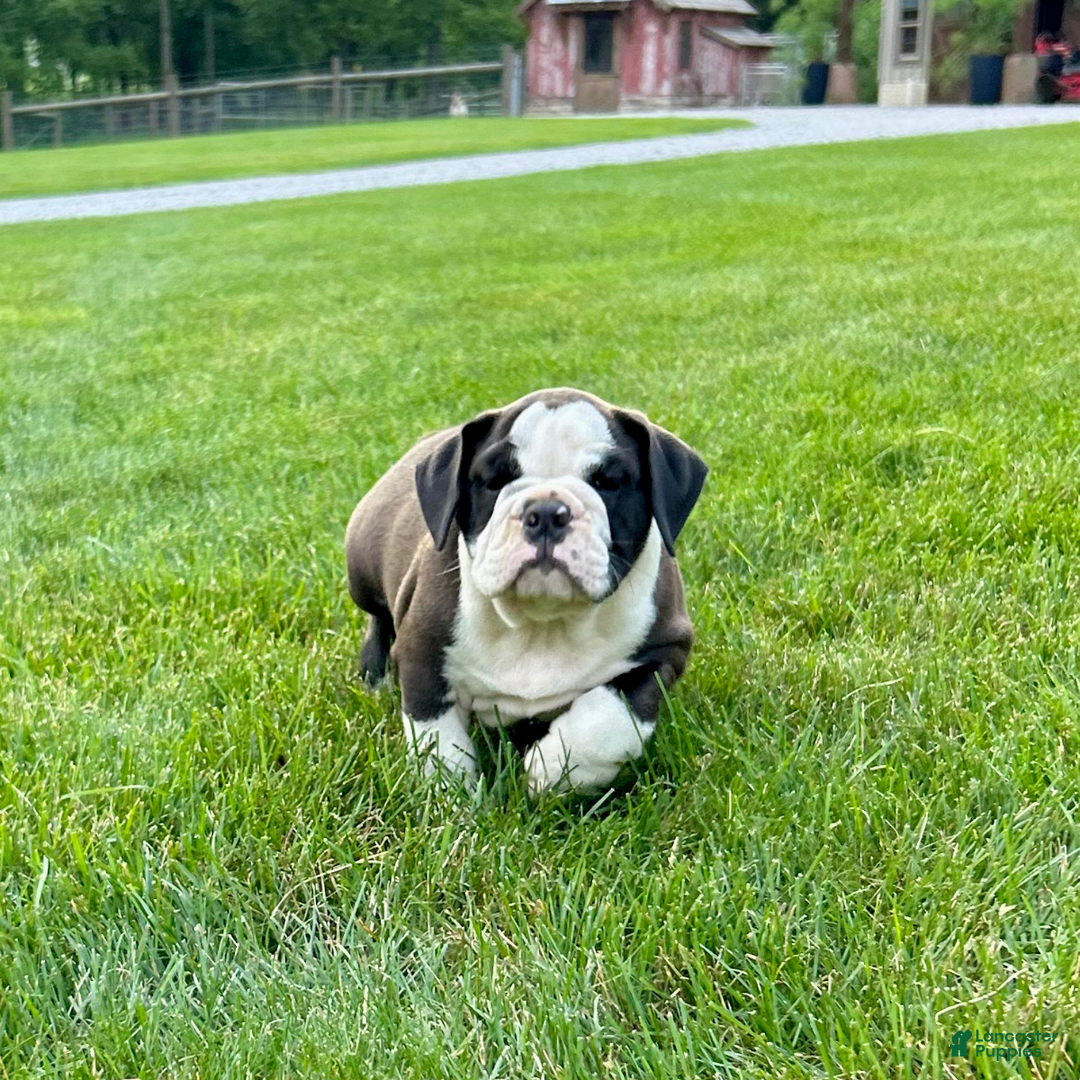 English Bulldog dogs for sale: Sawyer - Image 2