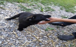 Norwegian Elkhound dogs for sale: Bridger - Image 1