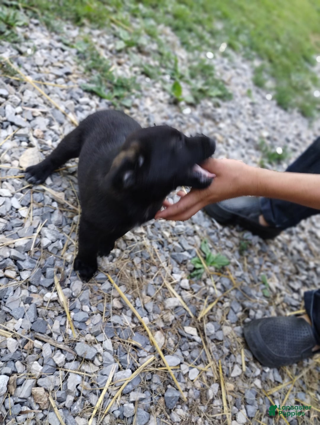 Norwegian Elkhound dogs for sale: Bridger - Image 1