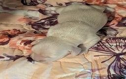 Miniature Dachshund dogs for sale: Berry Moon - Image 11