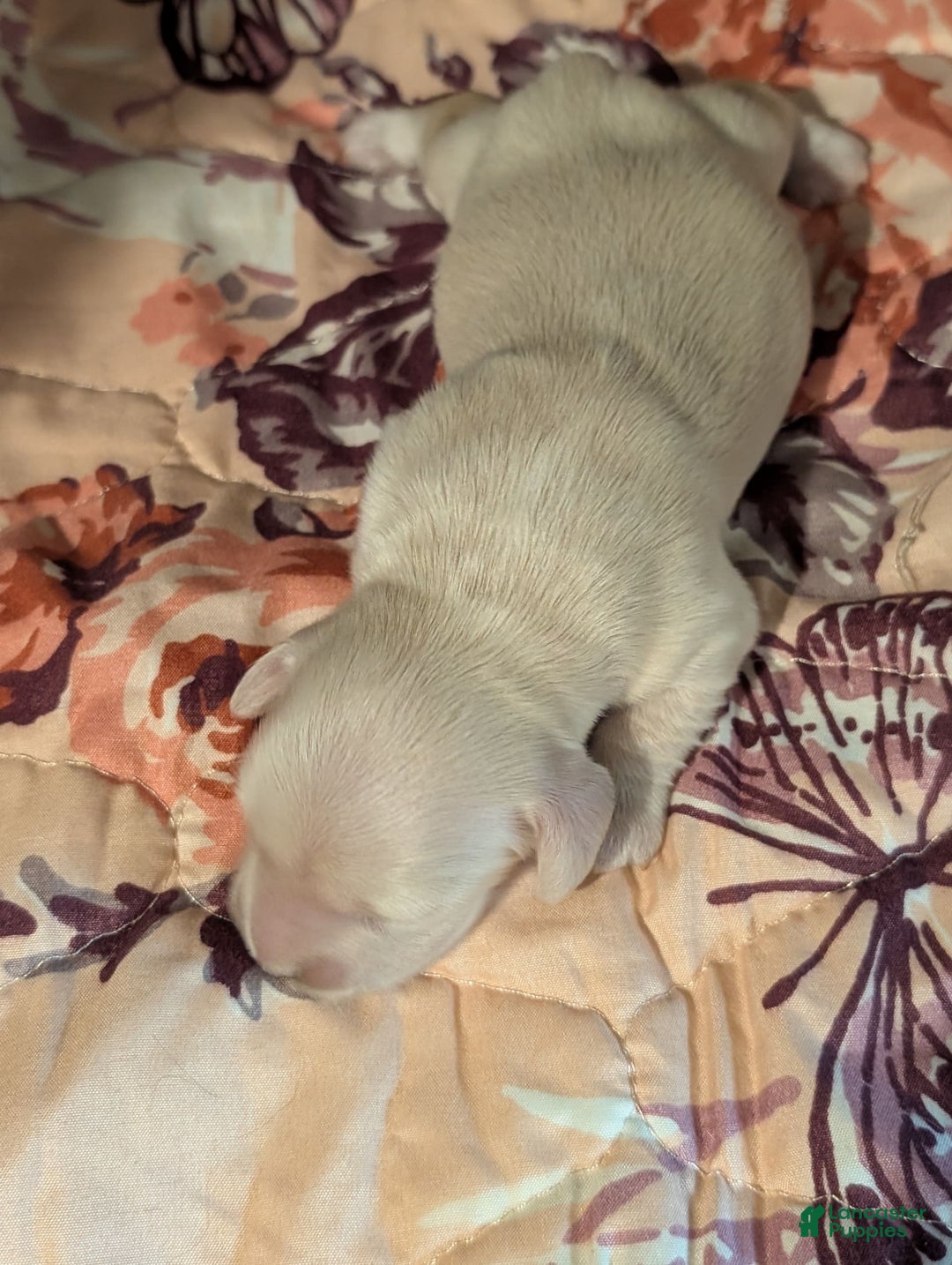Miniature Dachshund dogs for sale: Berry Moon - Image 11