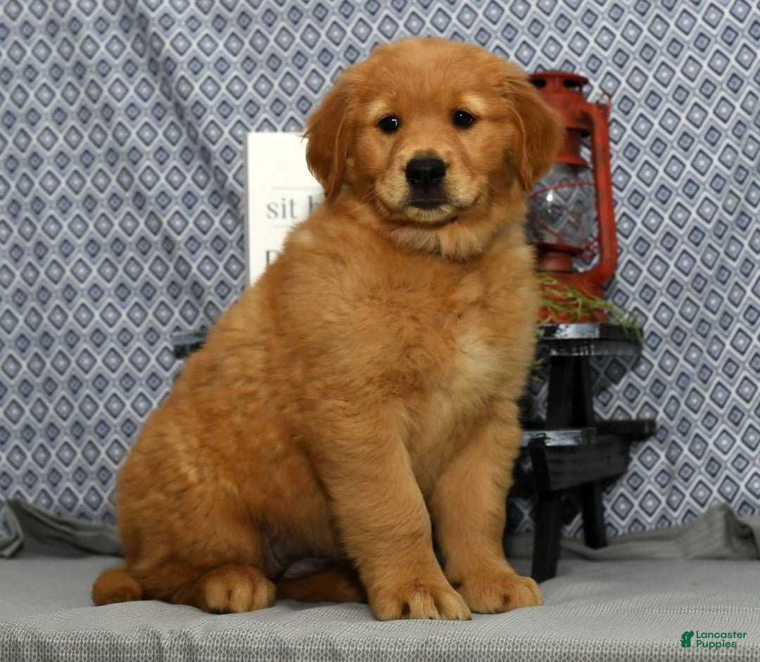 Golden Retriever dogs for sale: Marla - Image 9