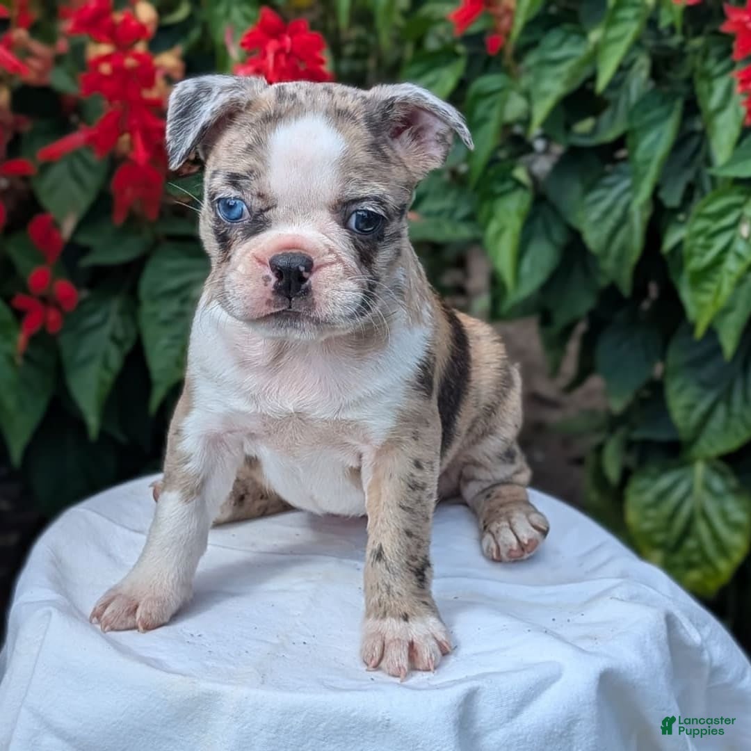 Frenchton dogs for sale: Nadia - Image 1