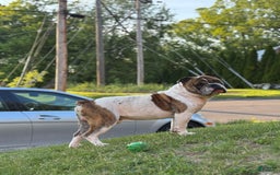 American Bulldog dogs for sale: Sonny - Image 3