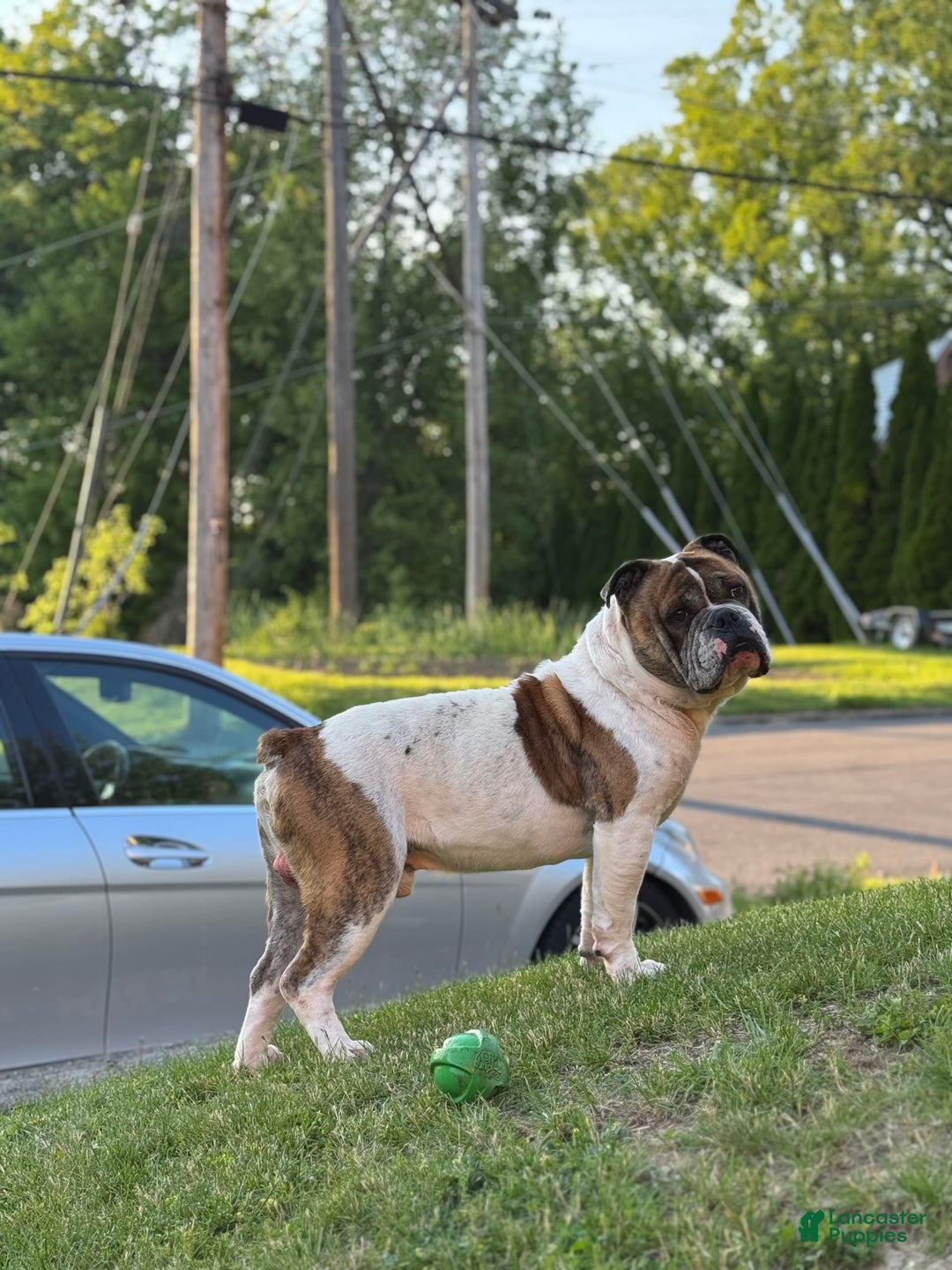 American Bulldog dogs for sale: Sonny - Image 3
