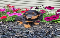 Miniature Dachshund dogs for sale: Ledger - Image 3