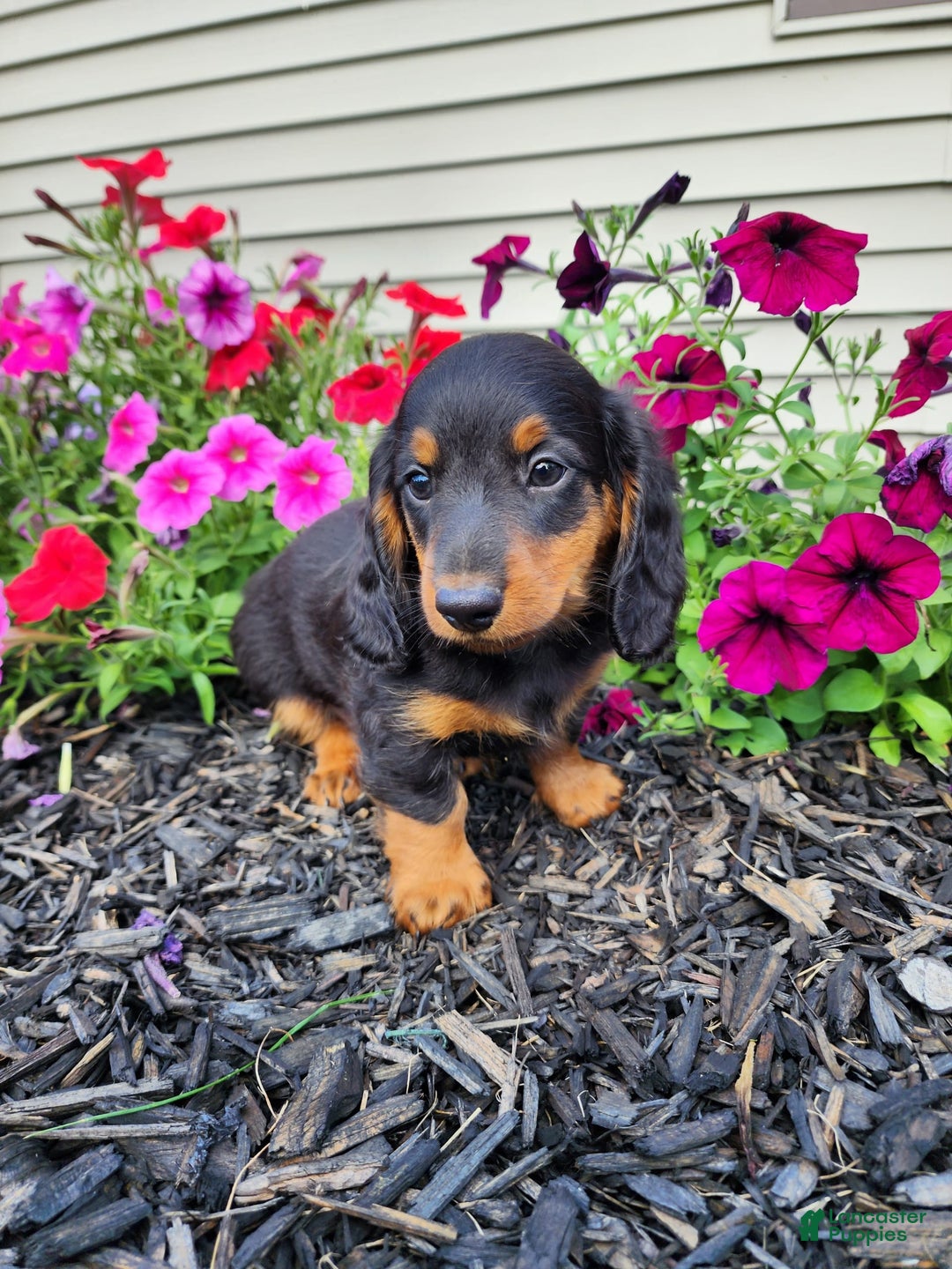 Miniature Dachshund dogs for sale: Ledger - Image 3