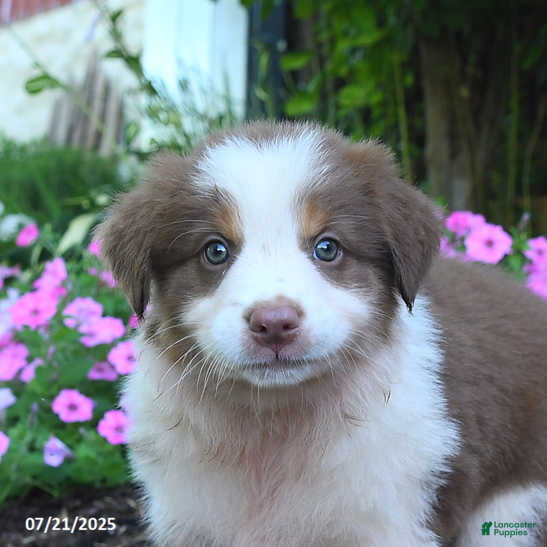Australian Shepherd dogs for sale: Blossom - Image 2