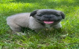 French Bulldog dogs for sale: CHEWIE - Image 4