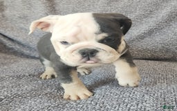 English Bulldog dogs for sale: Bailey - Image 4