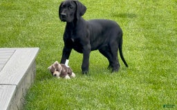 Great Dane dogs for sale: Areona - Image 1