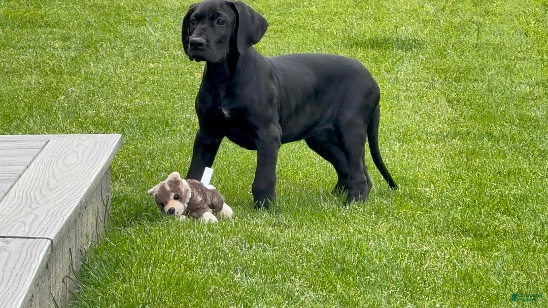 Great Dane dogs for sale: Areona - Image 1