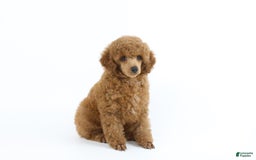 Miniature Poodle dogs for sale: Chase - Image 12