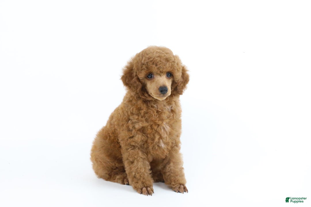 Miniature Poodle dogs for sale: Chase - Image 12