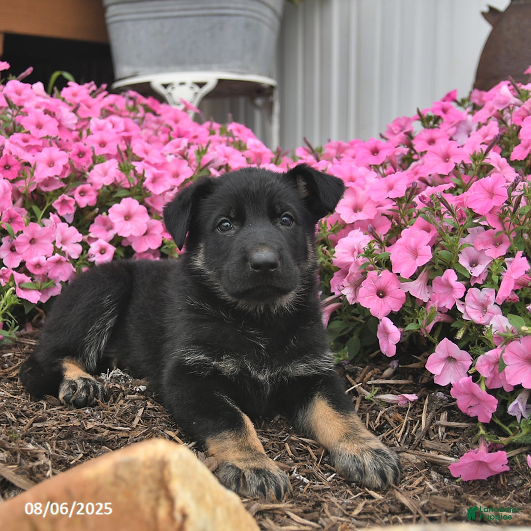 German Shepherd dogs for sale: Jupiter - Image 3