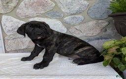 English Mastiff dogs for sale: Bruno - Image 3